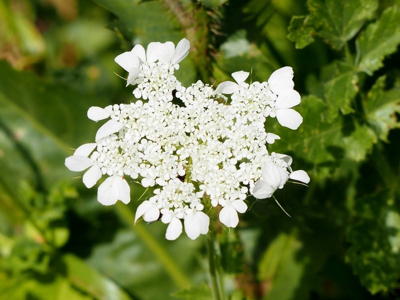 Tordylium trachycarpum
