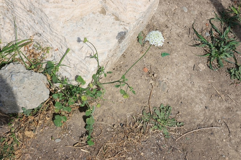 Tordylium trachycarpum photo 2