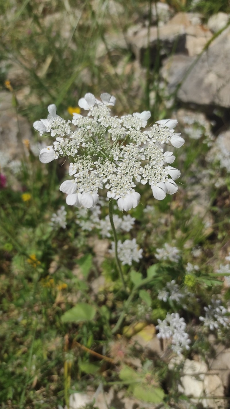 Tordylium trachycarpum photo 3