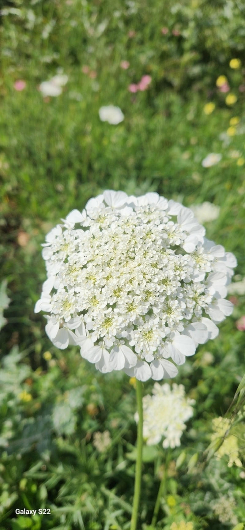 Tordylium trachycarpum photo 4