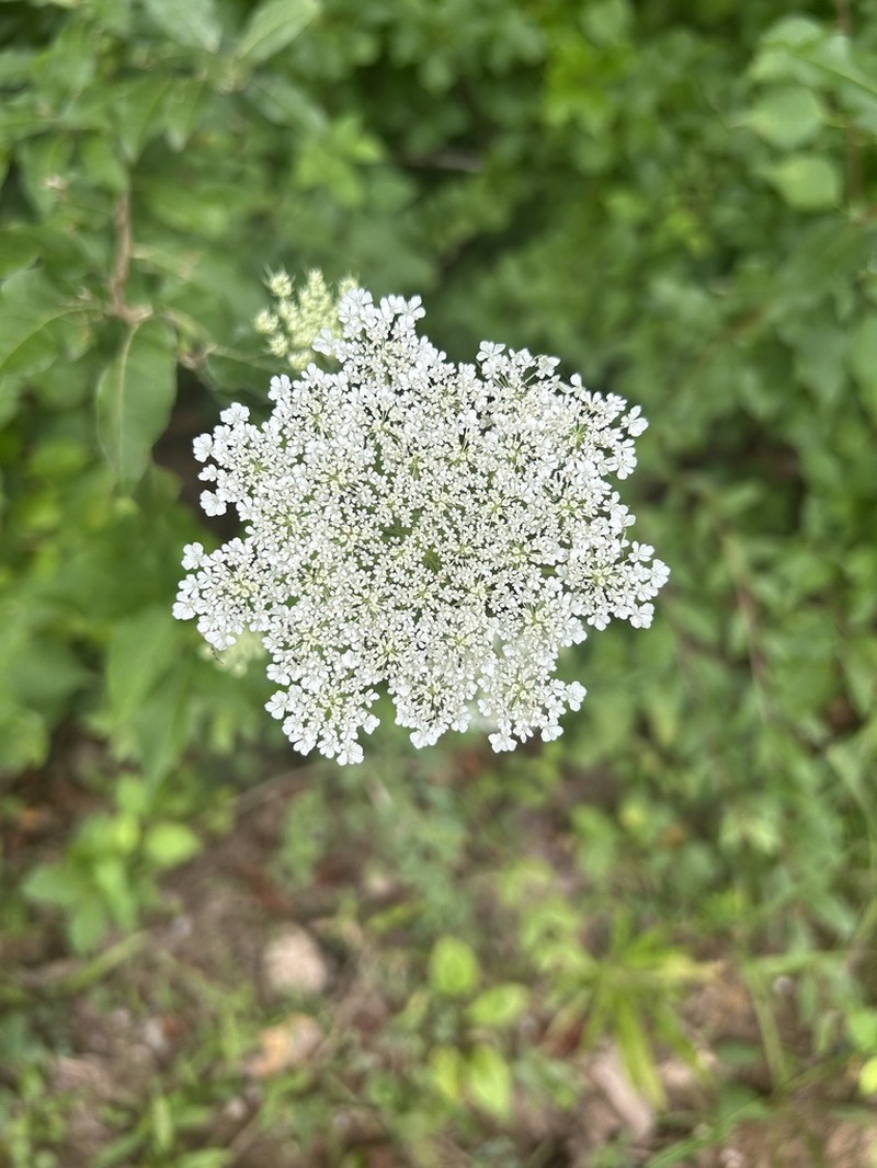 Tordylium trachycarpum photo 5