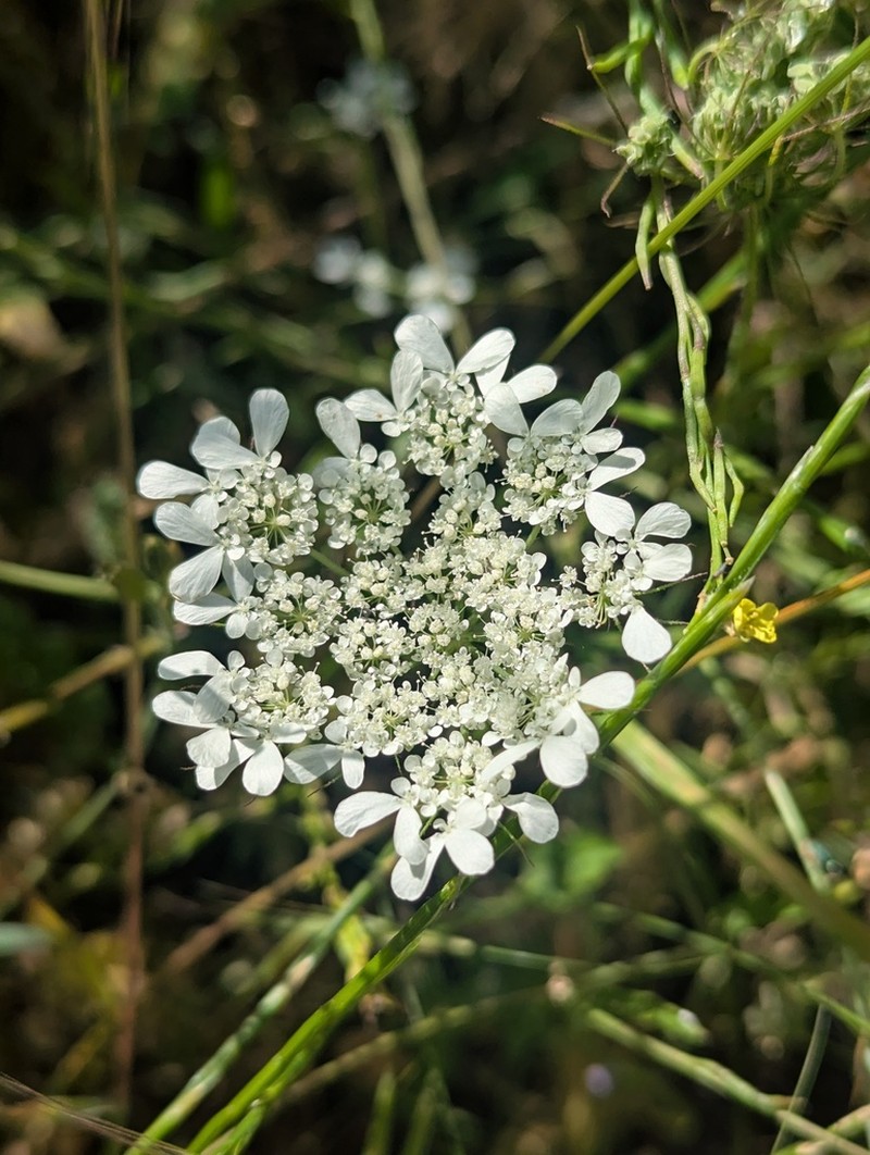 Tordylium trachycarpum photo 6
