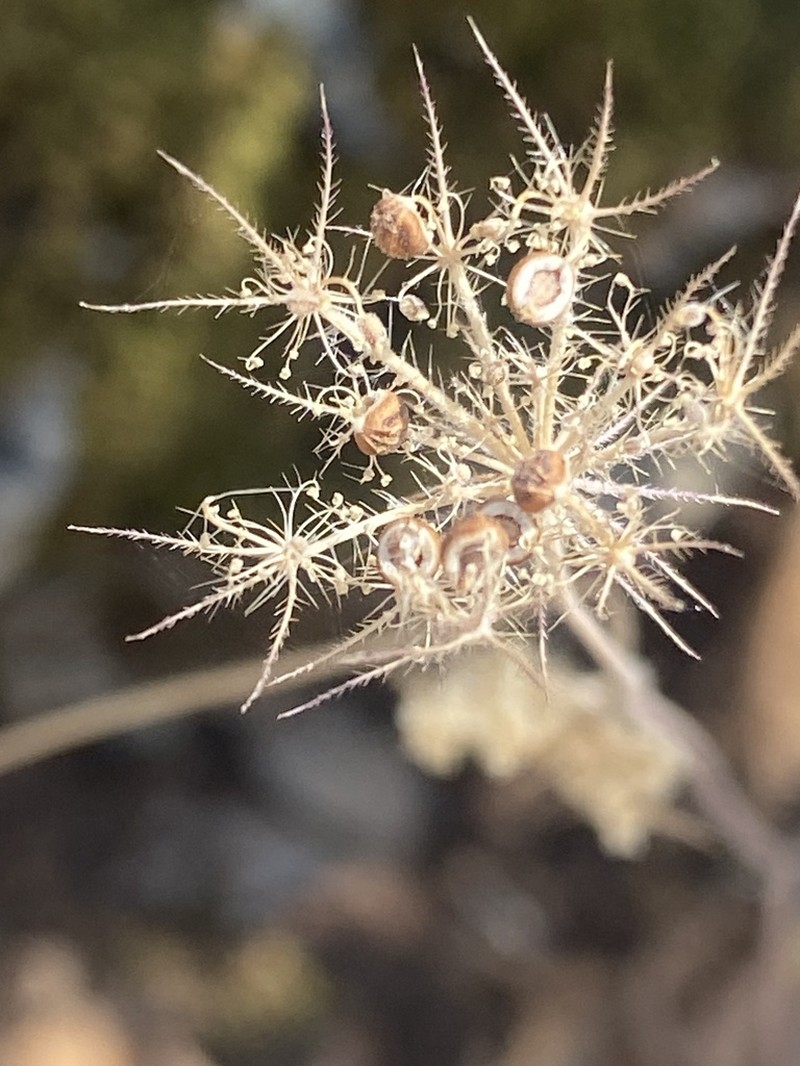 Tordylium trachycarpum photo 7