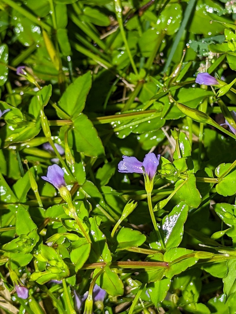 Torenia anagallis