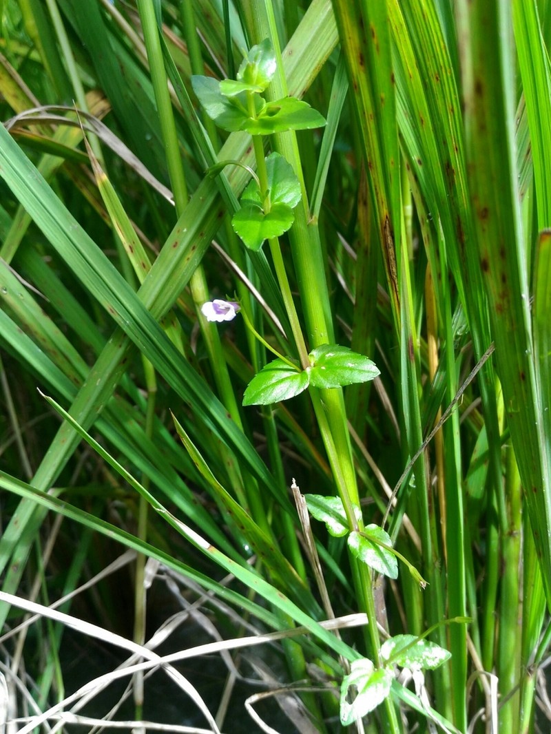 Torenia anagallis photo 2