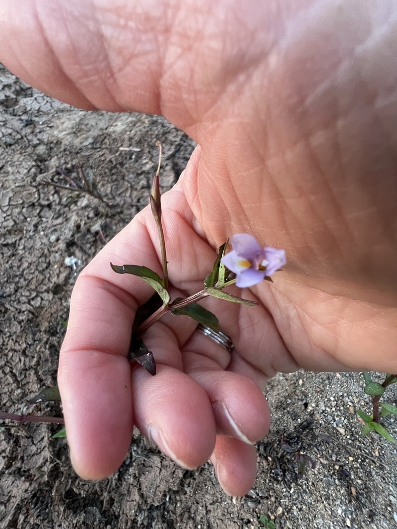 Torenia anagallis photo 3