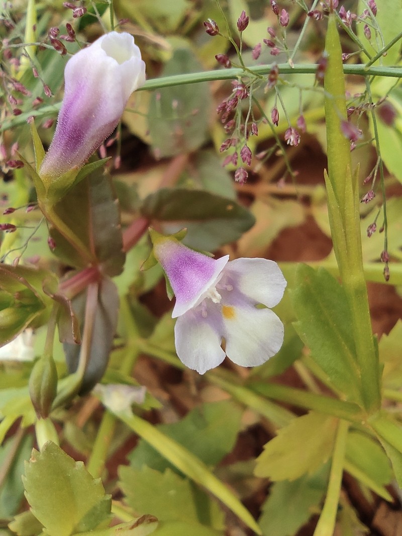 Torenia anagallis photo 4