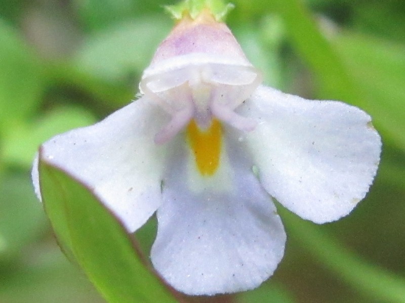 Torenia anagallis photo 5