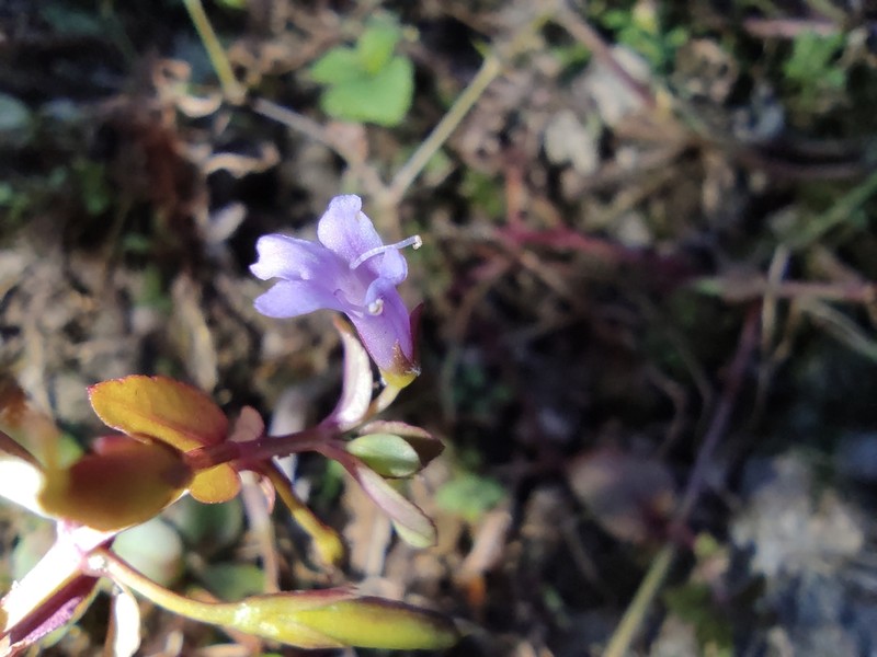 Torenia anagallis photo 6