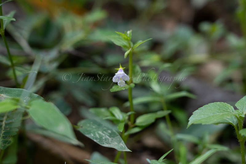Torenia anagallis photo 7