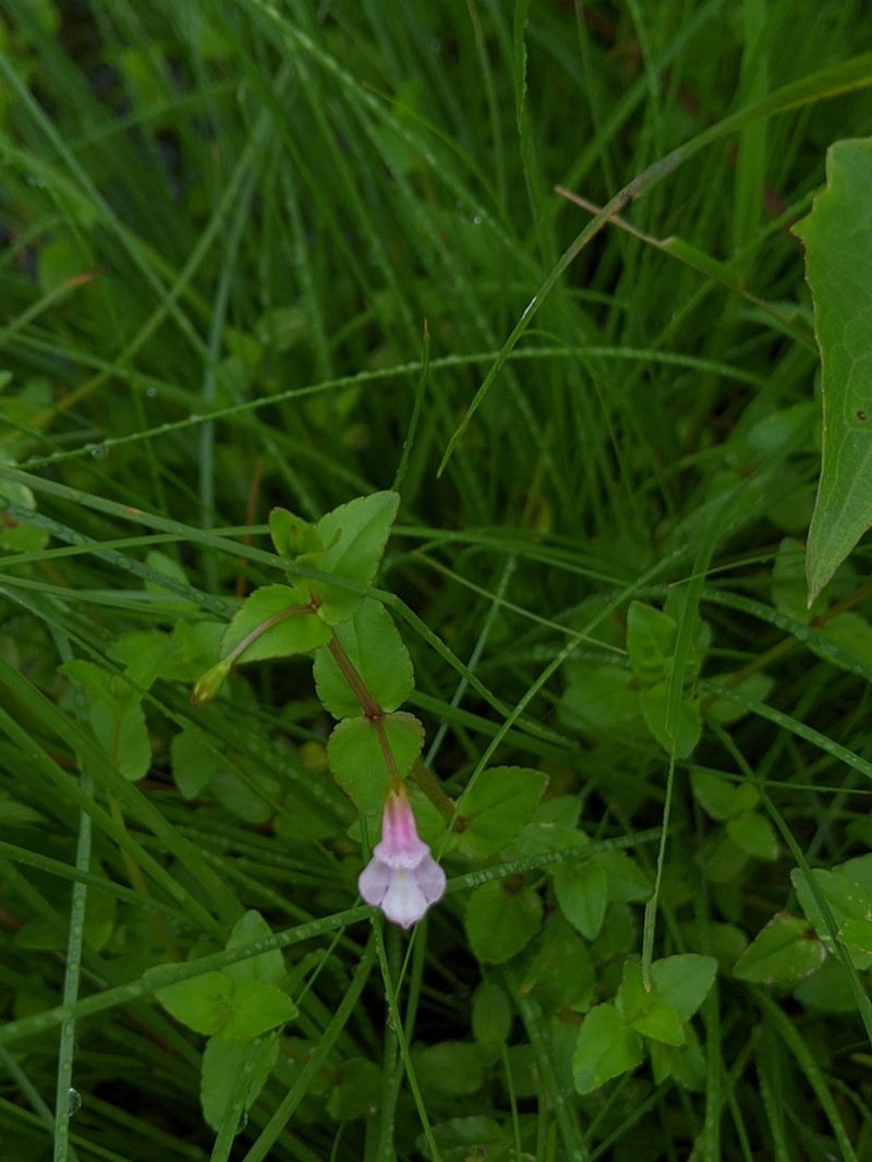 Torenia anagallis photo 8