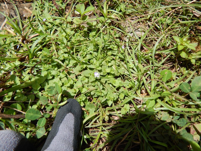 Wishbone Flower photo 3