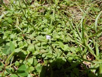 Wishbone Flower