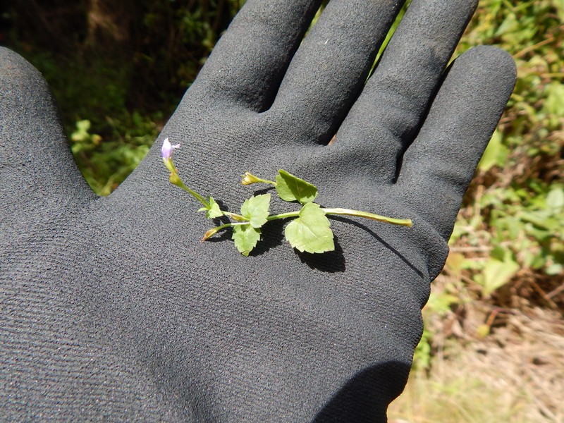 Wishbone Flower photo 4