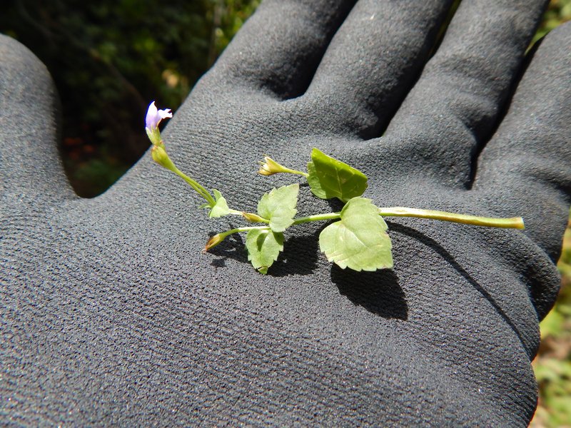 Wishbone Flower photo 5