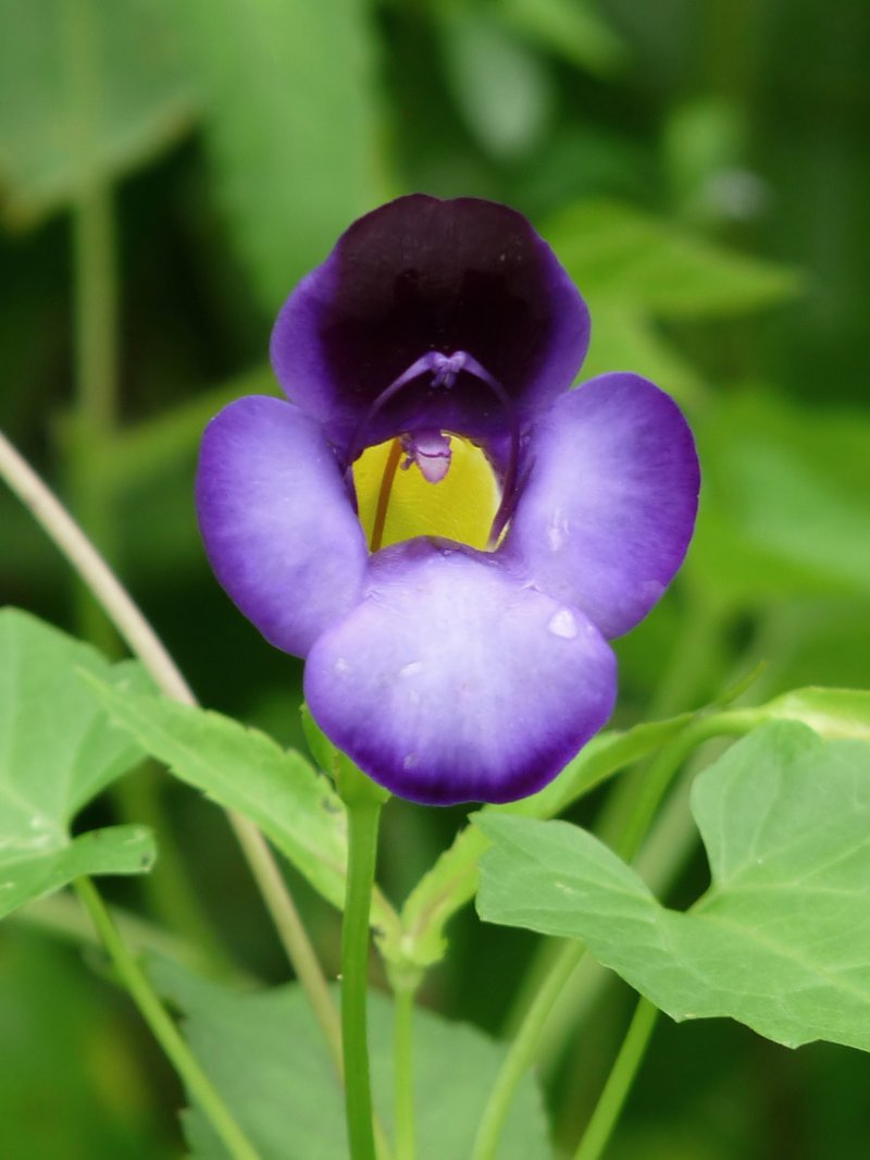 Wishbone Flower photo 6