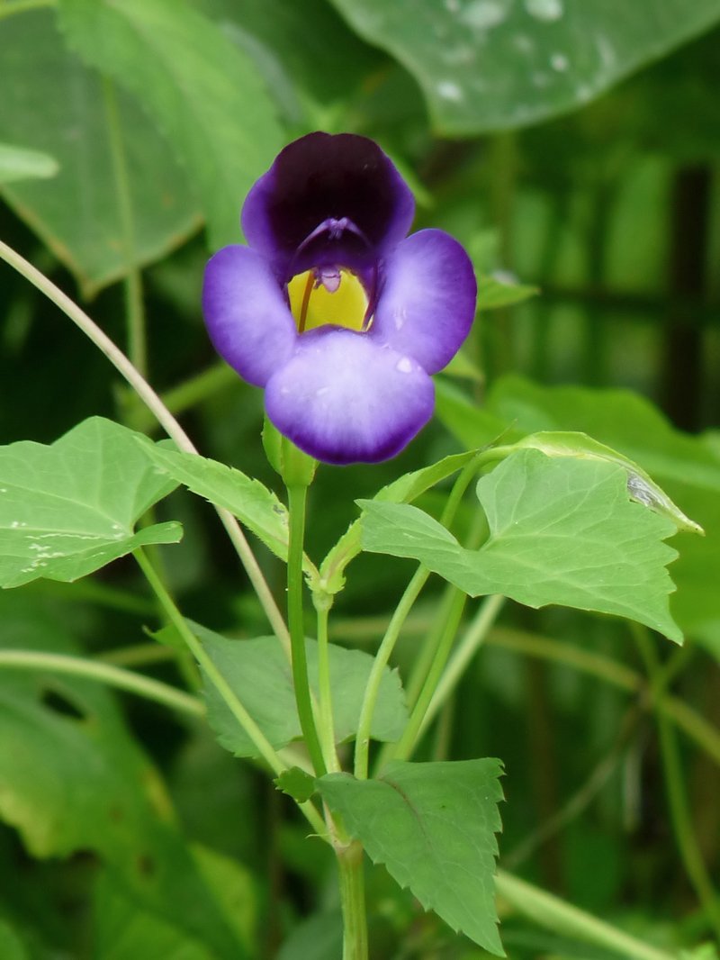 Wishbone Flower photo 7