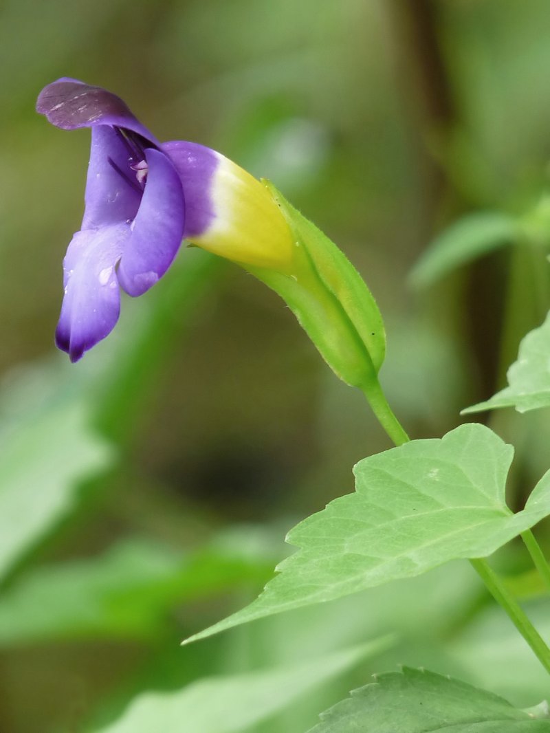 Wishbone Flower photo 8