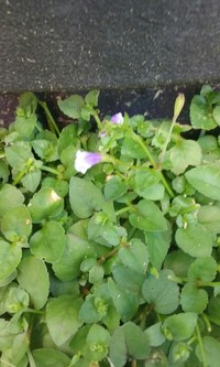 Malaysian False Pimpernel