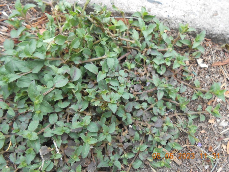 Malaysian False Pimpernel photo 2