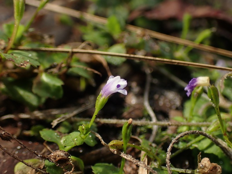 Malaysian False Pimpernel photo 3