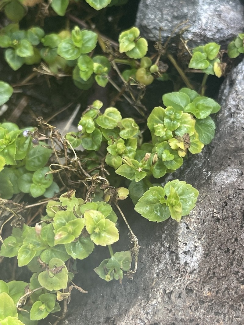 Malaysian False Pimpernel photo 4