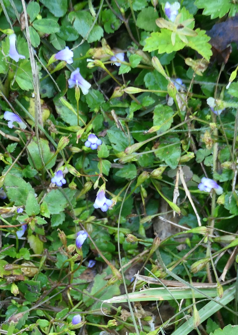 Malaysian False Pimpernel photo 5