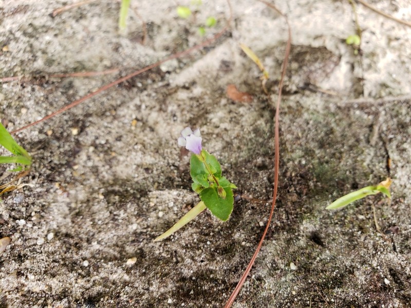 Malaysian False Pimpernel photo 6
