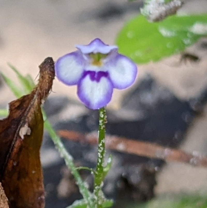 Malaysian False Pimpernel photo 7