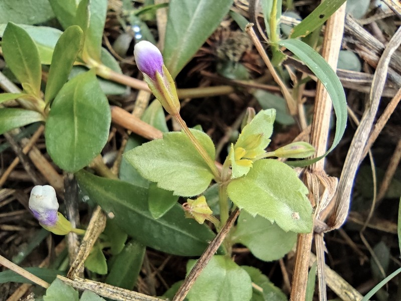 Malaysian False Pimpernel photo 8