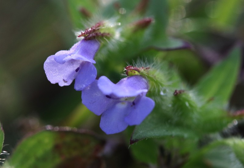 Torenia hookeri
