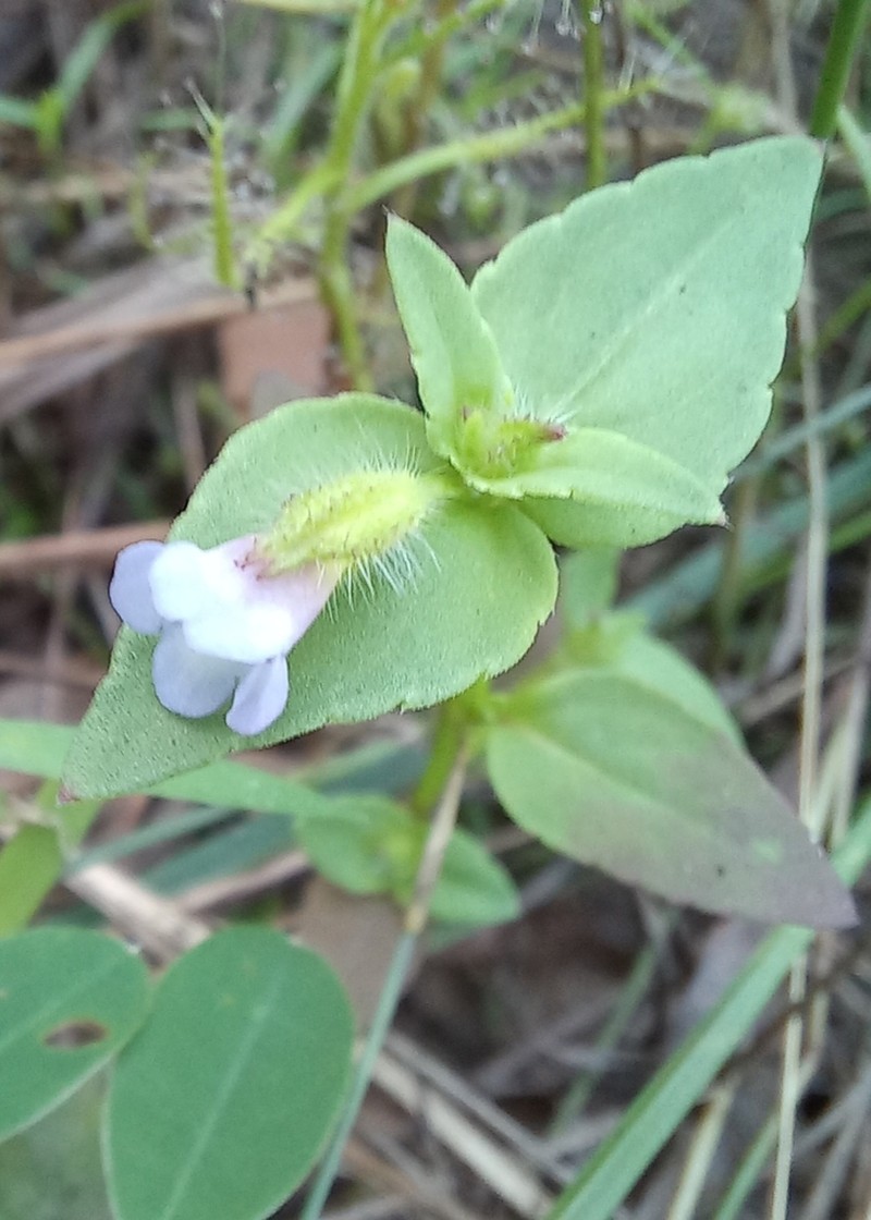 Torenia hookeri photo 2