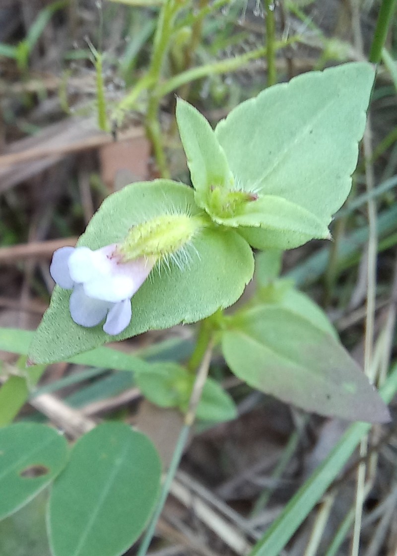 Torenia hookeri photo 3