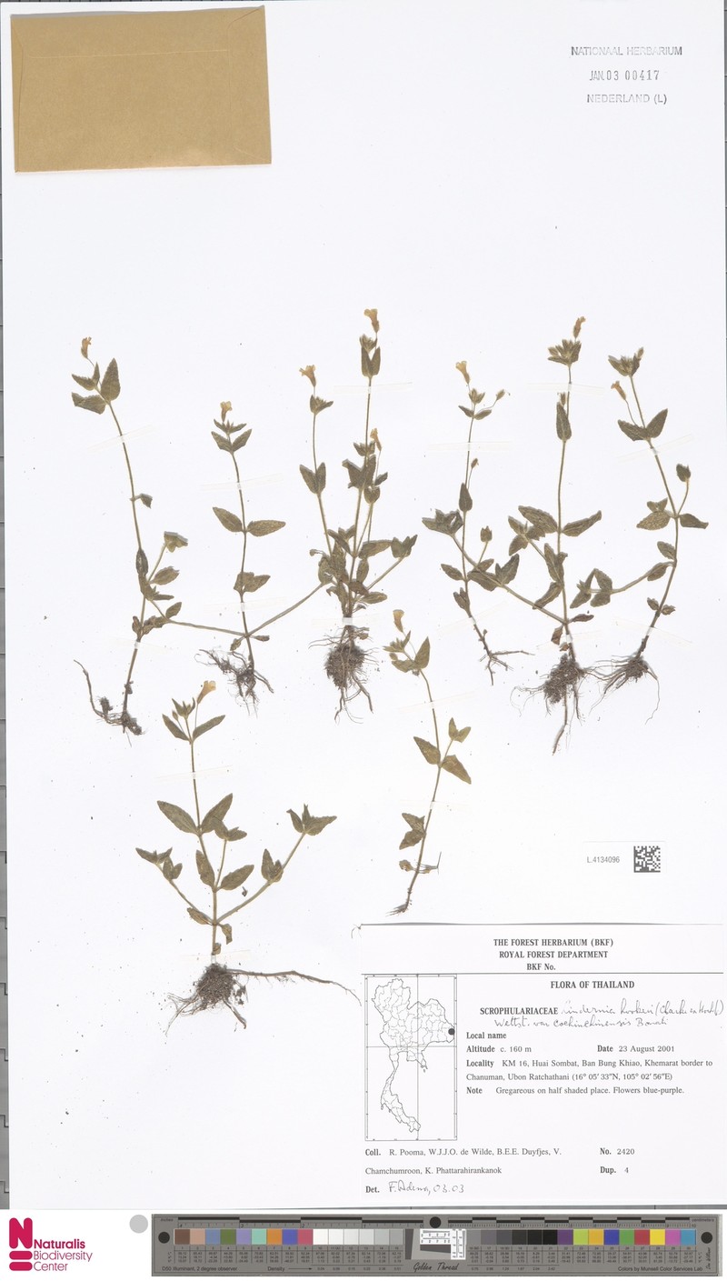 Torenia hookeri photo 5