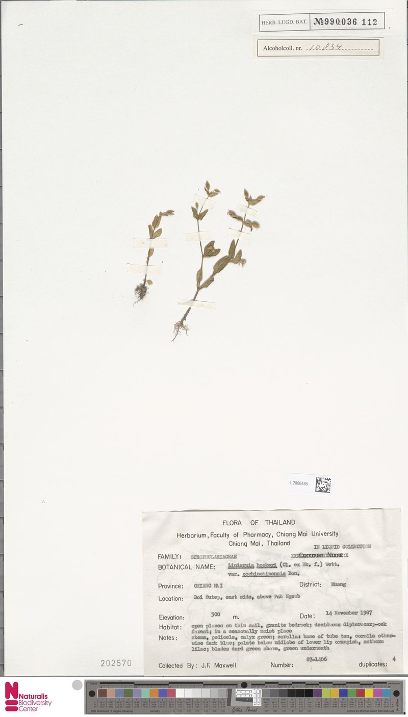 Torenia hookeri photo 6