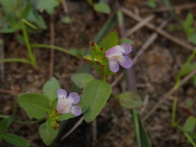 Torenia kinmenensis photo 2