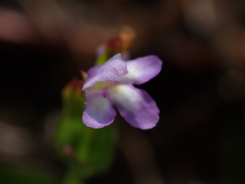 Torenia kinmenensis photo 3