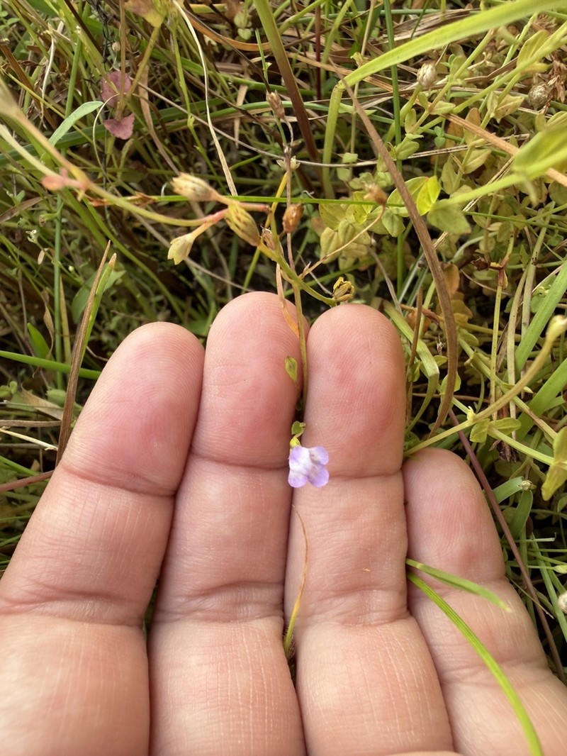 Torenia kinmenensis photo 5