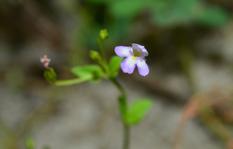 Torenia kinmenensis photo 6