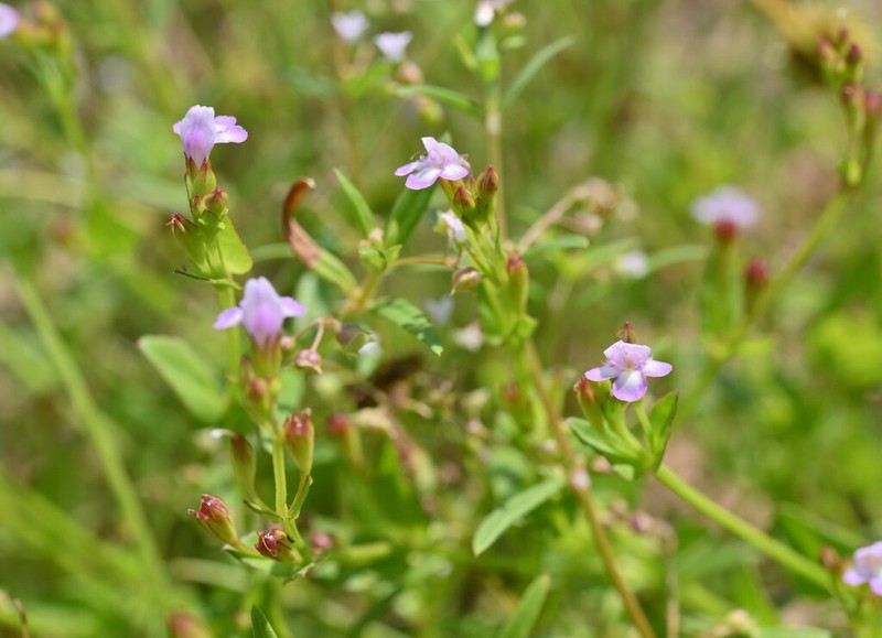 Torenia kinmenensis photo 7