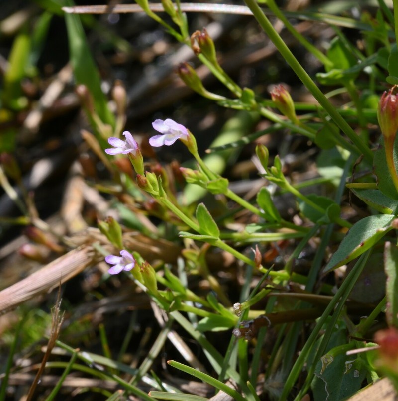 Torenia kinmenensis photo 8