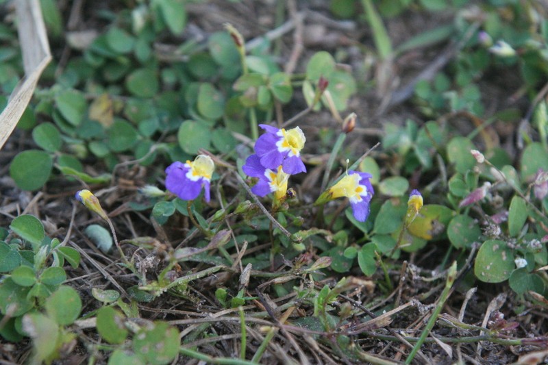 Torenia maculata
