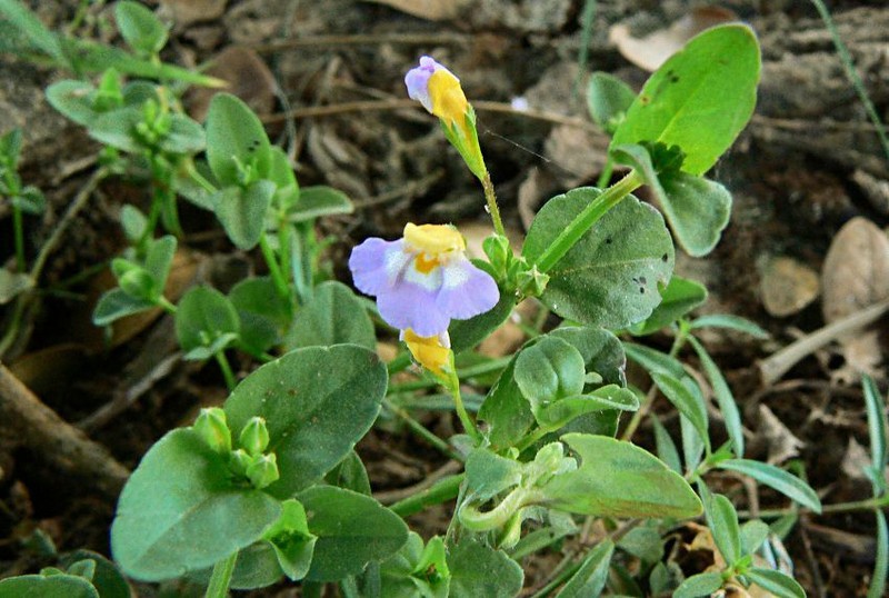 Torenia maculata photo 3