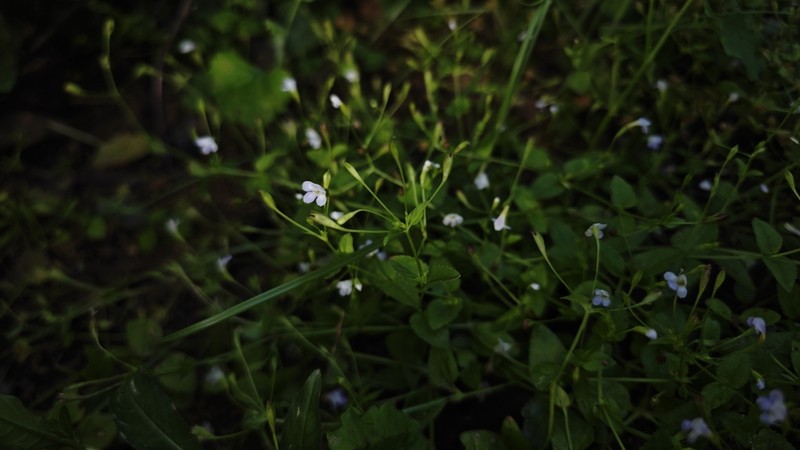 Torenia taishanensis