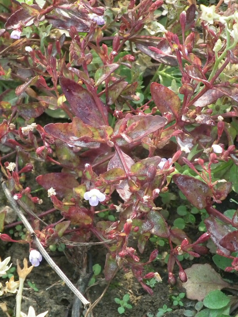 Torenia taishanensis photo 2