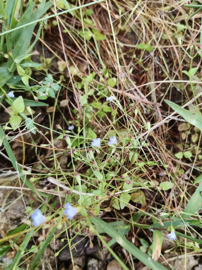 Torenia taishanensis photo 3
