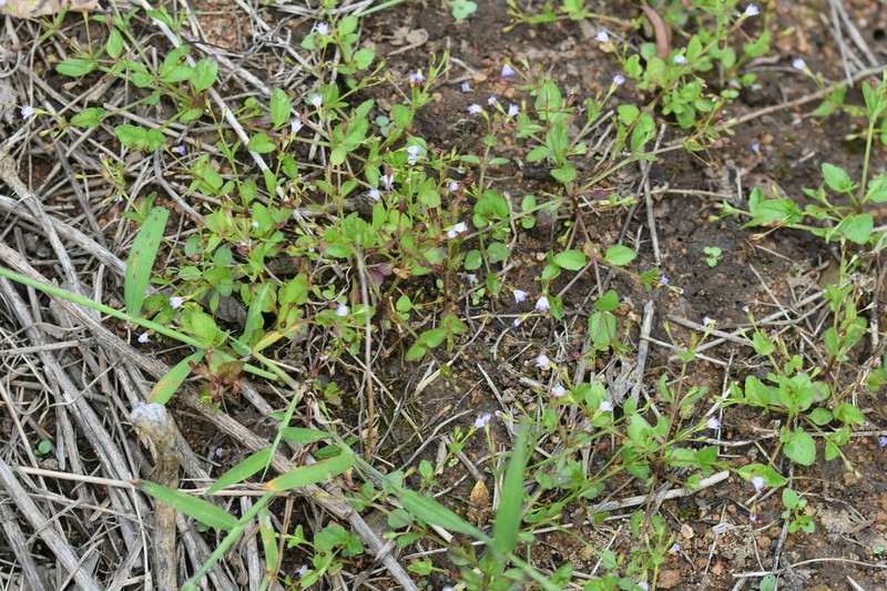 Torenia taishanensis photo 4