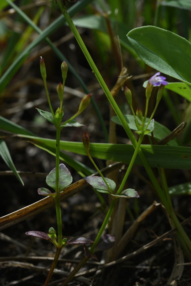Torenia taishanensis photo 5