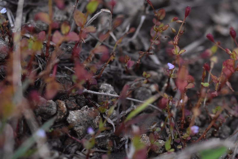 Torenia taishanensis photo 7