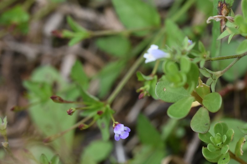 Torenia taishanensis photo 8
